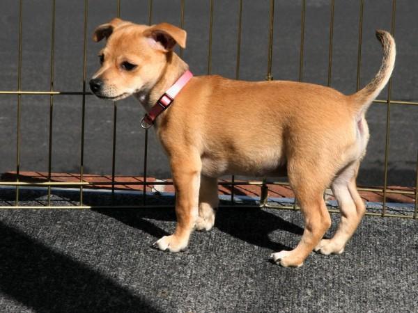 A photo of a cute looking small dog wearing a collar as it stands just in front of a fence.