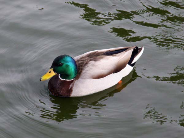 A relaxed looking duck floats comfortably on the surface of the water.