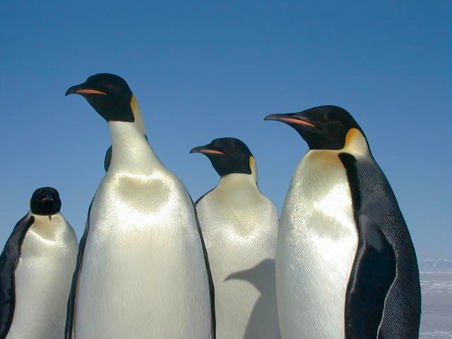 This photo shows a group of Emperor Penguins on a beautiful day in Antarctica. Emperor Penguins are the tallest species of penguins and are well known for the incredible journeys they make each year to mate and feed their chicks.