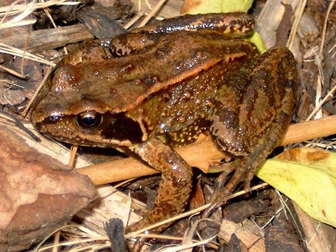 A photo of a slimy looking frog as it sits on the ground.