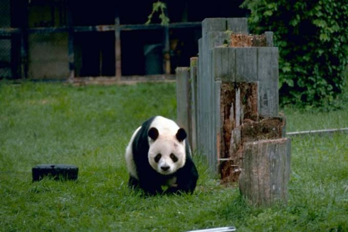 This photo shows a giant panda walking towards the camera. Native to China, these famous bears are a threatened species that survive almost exclusively on a diet of bamboo.