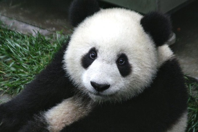 A close up photo of a very cute panda cub. Native to China, the giant panda is an endangered species.
