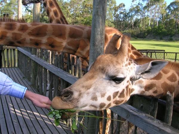 It's feeding time for the giraffes at this zoo as members of the general public feed the tall beasts a range of tasty leaves.