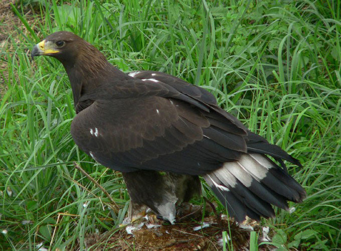 This photo shows a golden eagle standing on the ground as it surveys the area around it.