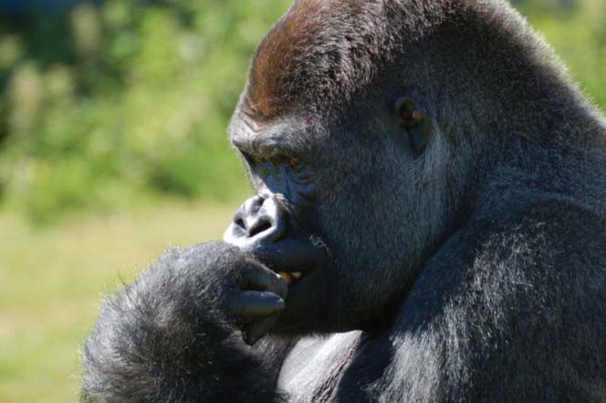 A unique photo of a male western lowland gorilla that appears to be deep in thought with its hand resting on its chin.