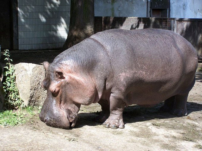 This photo shows a very large looking hippopotamus in a zoo. Found in Africa, the hippo is one of the largest land mammals in the world.
