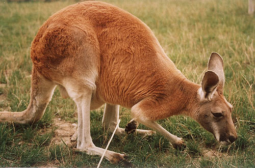 This photo shows a kangaroo with its head close to the ground as it investigates the area around it. Kangaroos are marsupial animals found commonly in Australia.