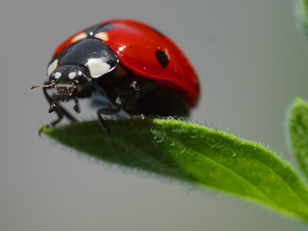 A beautifully clear close up photo of a ladybug perched precariously on the edge of a leaf.