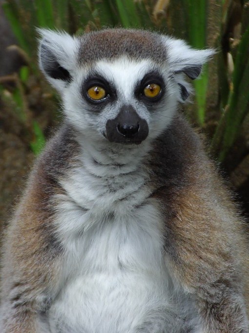 A close up photo of a lemur with distinct looking eyes. Lemurs are a type of primate found on the island of Madagascar.