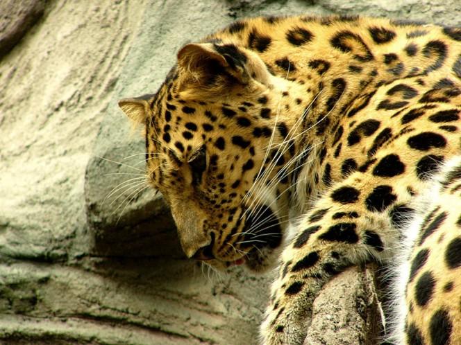 This majestic male leopard found in a zoo has its paw over a rock while it looks down below. It has beautiful fur, long whiskers and many black spots.