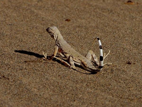 This photo shows a small lizard as it walks across sand. The underside of its tail has black and white stripes.