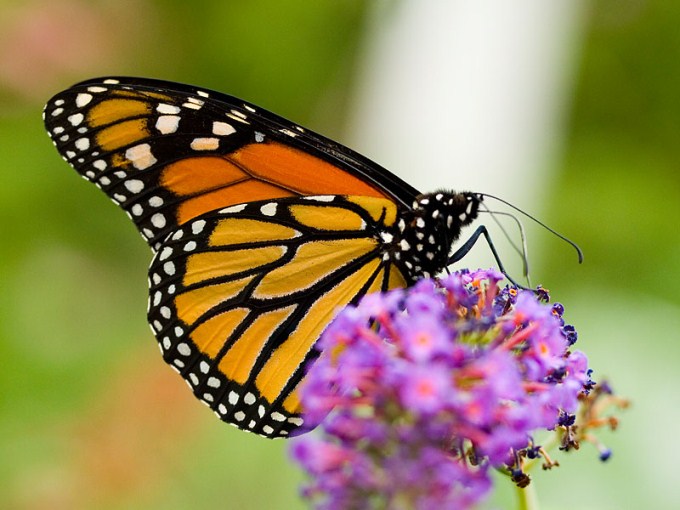 This close up photo shows a beautiful Monarch butterfly perched on a flower. The Monarch butterfly has easily recognizable black and orange wings with white dots.