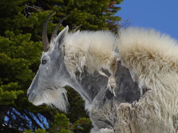 A proud but scruffy looking mountain goat stands in front of a large tree and blue sky.