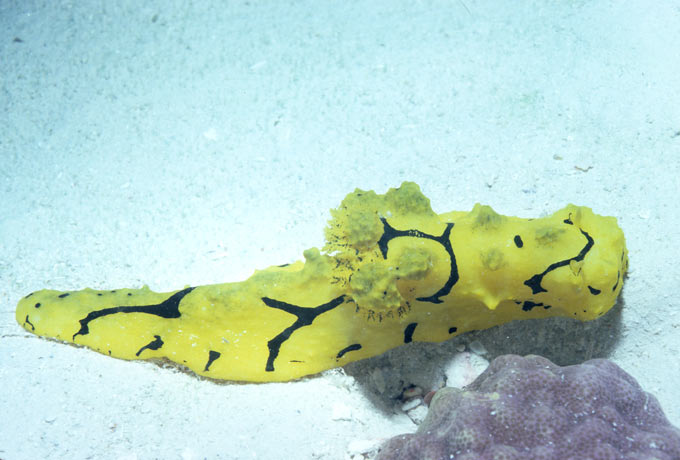 A yellow and black nudibranch on the Great Barrier Reef off the coast of Queensland, Australia. Nudibranch are known for their amazing range of colors and shapes.