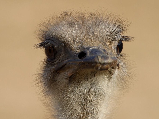 A close up photo of the wide-eyed, fluffy head of an Ostrich. The ostrich is bigger than any other bird in the world.
