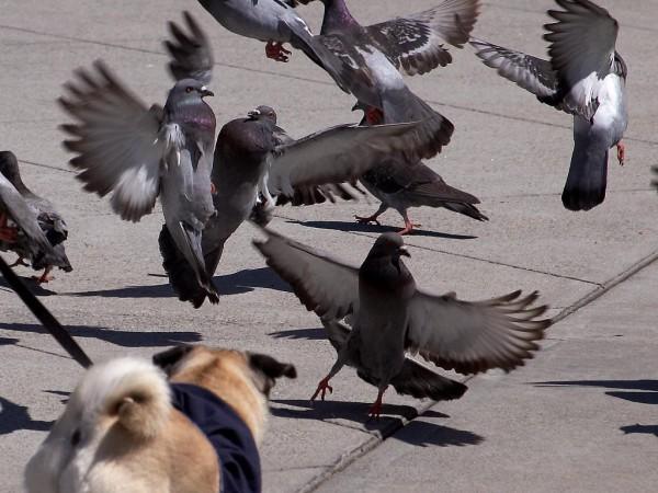 A flock of pigeons scatter quickly as a small dog approaches in the foreground. The pigeons fly off in all directions with their wings outstretched.