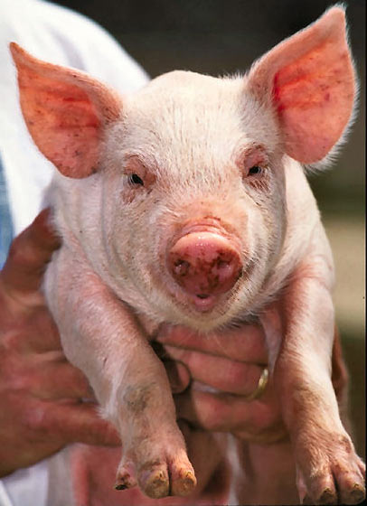 A close up photo of a cute looking piglet being held by a person.