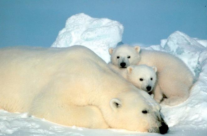 This photo shows a polar bear with two cute cubs sitting in the snow. Polar bears are native to the Arctic Circle and are classified as a vulnerable species. Polar bears are the largest type of bear and also the largest carnivores that live on land.