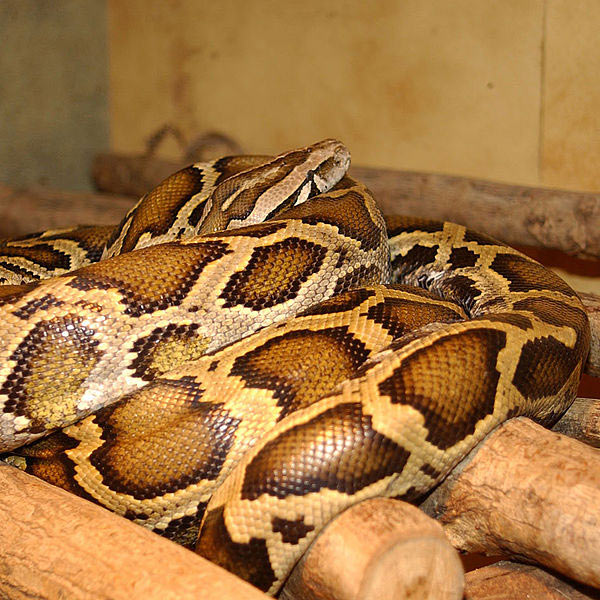 A close up photo of an intimidating looking python coiled around itself.