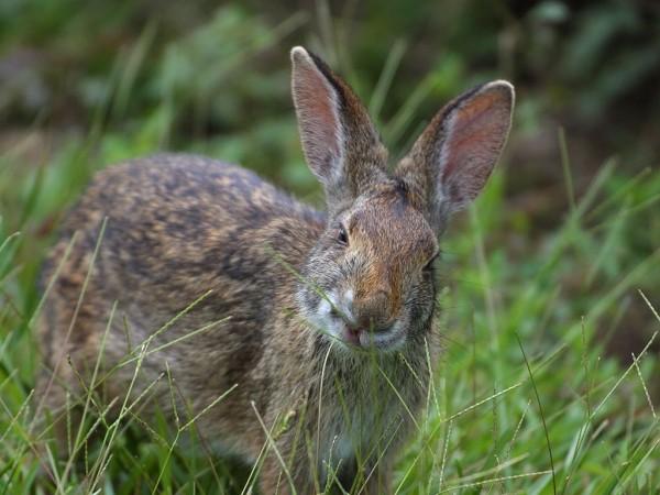 A cute looking rabbit with big, fluffy ears looks toward the camera while standing in the long grass.
