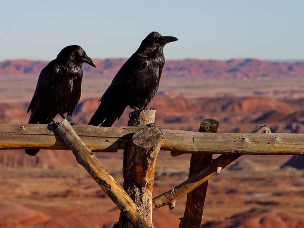 Two scary looking black ravens stand on an old wooden fence with a blue sky in the background.