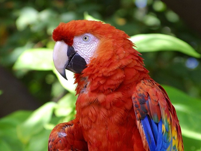 A close up photo of a bright and colorful Scarlet Macaw. The Scarlet Macaw is a large parrot native to the evergreen forests found in the American tropics.