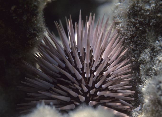 A close up photo of a sea urchin on Australia's Great Barrier Reef, off the coast of Queensland. Sea urchins are small marine animals with round, spiky shells.