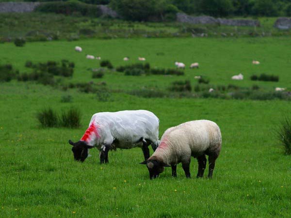 Two sheep are shown grazing in a field featuring lush green grass. There are more sheep visible in the image background.