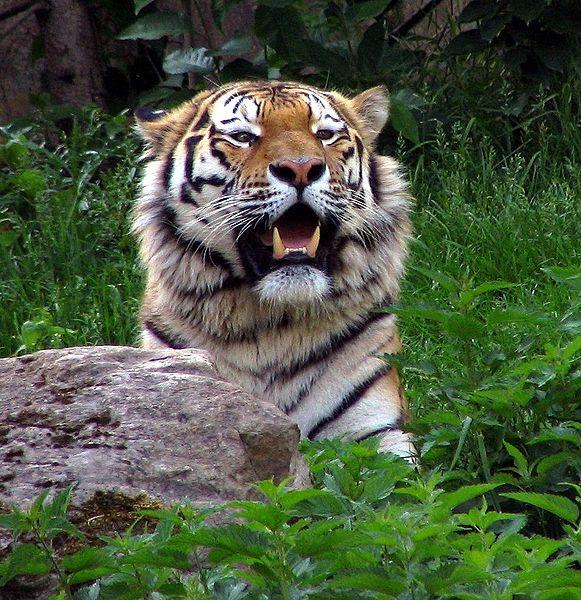 This photo shows an impressive looking Siberian tiger roaring at other tigers in the area. It is sitting amongst the grass behind a rock.