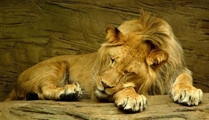This impressive looking male lion takes a rest after a hard days work, sleeping comfortably with his chin resting on his paw.