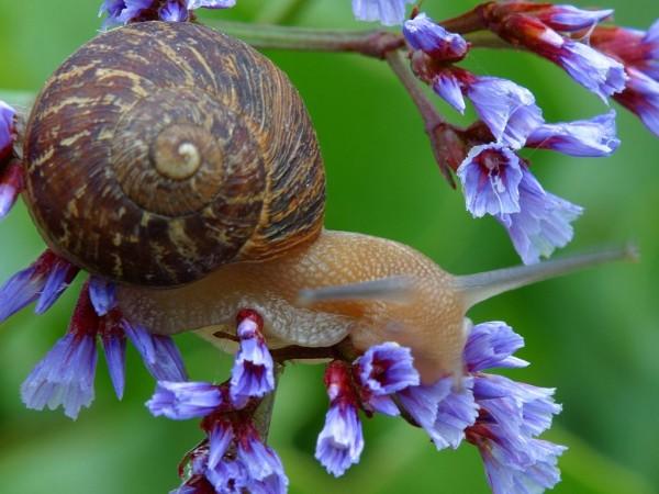 This beautiful photo shows a snail slowly crawling along the colorful flowers of a plant.
