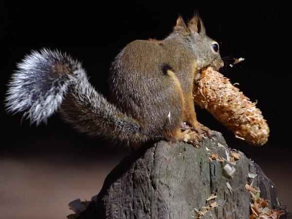 The squirrel pictured in this photo is eating while standing on top of a piece of wood. It has big eyes and a large bushy tail.