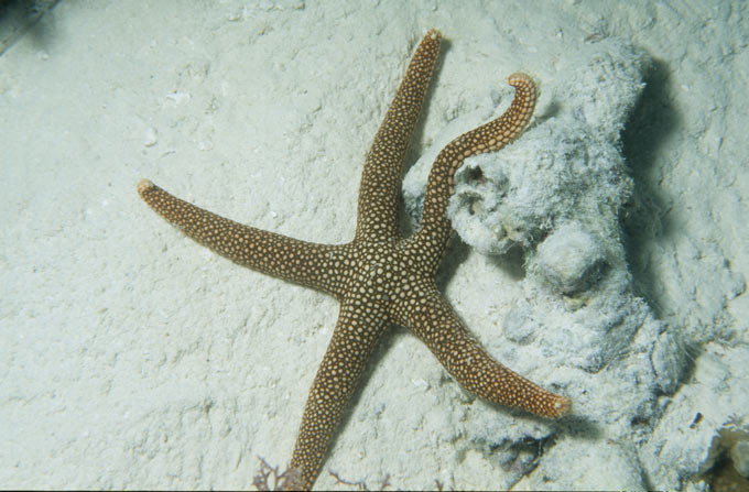 A brown and white spotted starfish on the Great Barrier Reef off the coast of Queensland, Australia. There are around 1800 different species of starfish (also known as sea stars) around the world. Some starfish species have the ability to grow back (regenerate) lost arms.