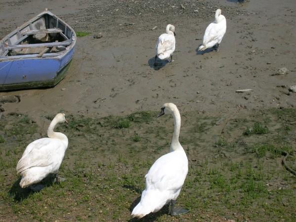Four large white swans walk over the muddy ground on their way to the nearby waters edge. There is a boat on the left hand side of the photo.