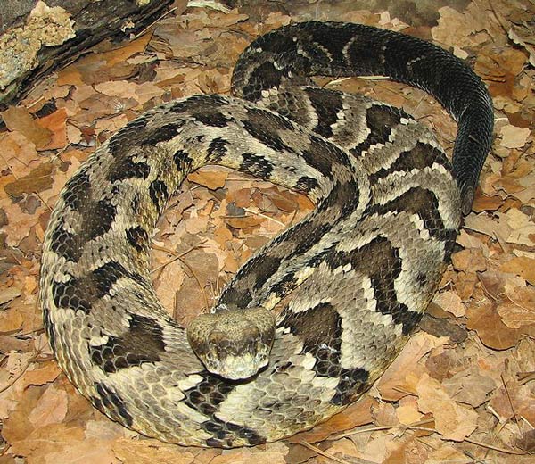 This photo shows a timber rattlesnake. Also known as crotalus horridus, the timber rattlesnake is a venomous pitviper.