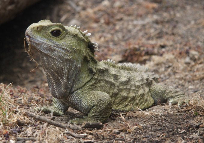 This photo shows a close up view of a tuatara. The tuatara is a reptile found in New Zealand. Although it looks like a lizard, it is actually the sole survivor of a group of reptiles that lived around 200 million years ago.