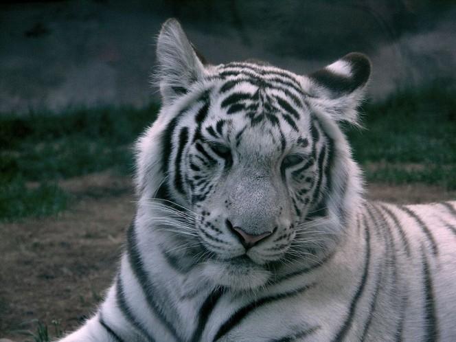 This photo shows a big white tiger as it rests on the ground. The images centers on the white tigers cute face.