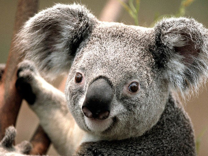 A close up photo featuring the face of an adorable young koala with big ears, tiny eyes and a cute nose.