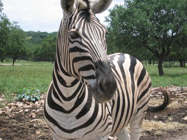 This photo shows a zebra with its signature black and white stripes as it looks towards the camera.
