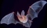 townsend's big eared bat