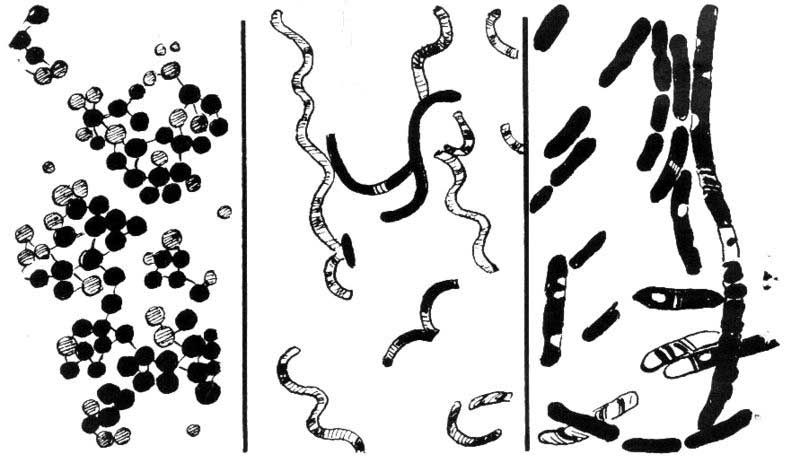 An artists drawing of different types of bacteria. Drawn in black and white with some limited shading, these bacteria include cocci, spirilla and bacilli