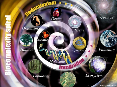 This biocomplexity spiral diagram depicts the multileveled complexity of organisms in their environments, including molecular, cellular, habitat, ecosystem and others.