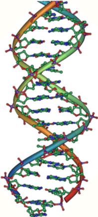 A vertical image of a DNA double helix.
