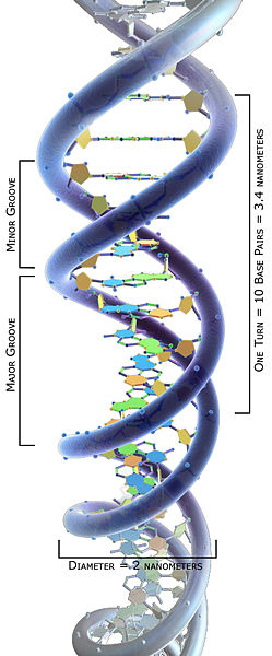 A 3D computer generated model of humans DNA structure. The double helix image labels base pairs, diameter, major and minor grooves.