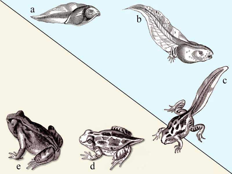 This drawing shows the metamorphosis of a frog. The five different images each show a stage in the development from tadpole to fully grown frog.