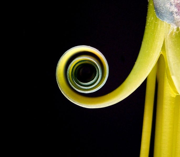 The beauty of nature is seen clearly in this photo of a plant which forms a near perfect spiral as it curls up on itself. Its shape is highlighted even more by the black background which serves as a good contrast.