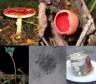 fungi collage