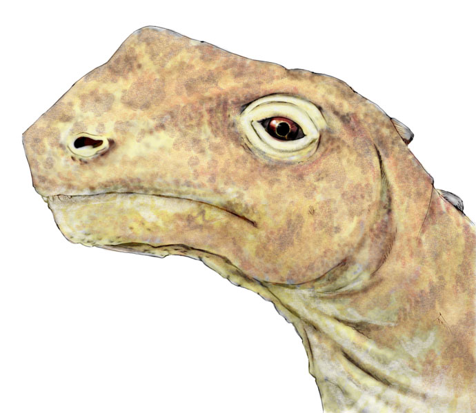 This drawing shows the possible appearance of Abrosaurus, a dinosaur from the middle Jurassic Period (around 170 years ago). Abrosaurus was a Sauropod but quite small relative to others, reaching about 9 metres (30 feet) in length. It was a herbivore (plant eater) and its name means 'delicate lizard'.