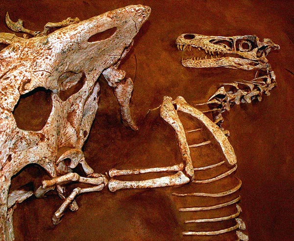 This picture shows a replica of an amazing fossil that captured a Velociraptor and Protoceratops fighting in the heat of battle. The fossil was discovered in 1971 in Mongolia and is considered a national treasure by the country. 