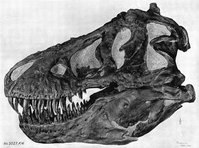 This picture shows a side on view of a Tyrannosaurus rex skull showing its razor sharp teeth and large jaw.